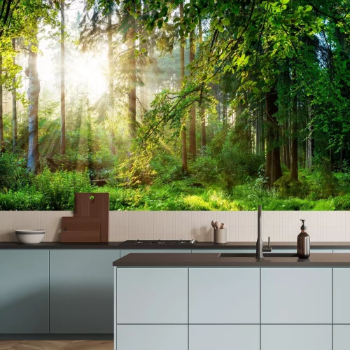 Fotobehang Groen boslandschap in de ochtend