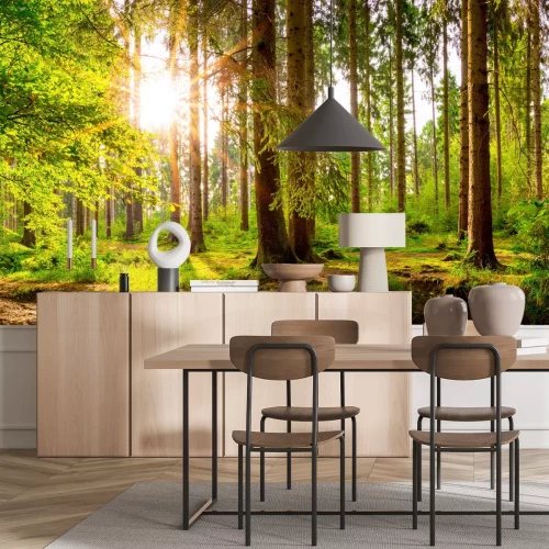 Fotobehang Groen bos in de ochtend met zonnestralen