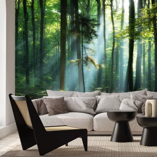 Fotobehang Zonsopgang in groen boslandschap natuur