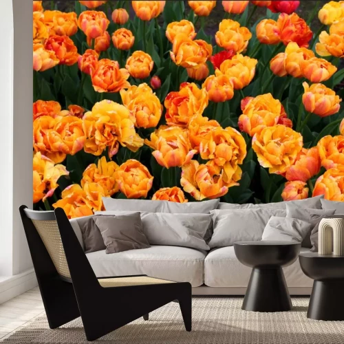 Fotobehang Wunderschöne bunte Tulpen