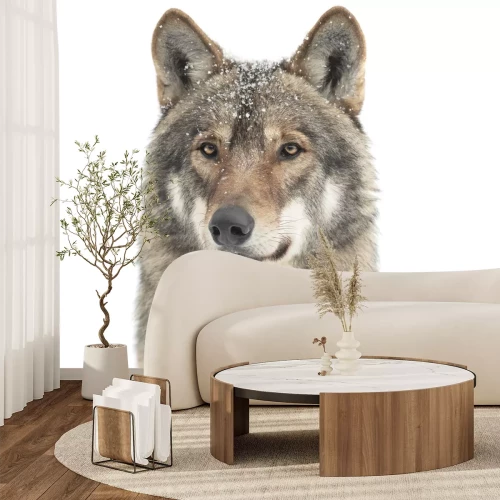 Fotobehang Portret van een wilde wolf in een sneeuwachtige aura