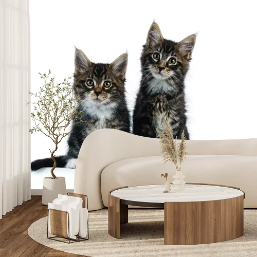 Fotobehang Kleine katjes in een illustratieve opstelling