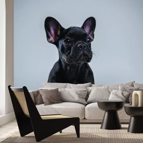 Fotobehang Franse Bulldog pup