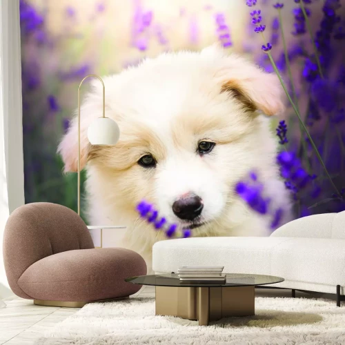 Fotobehang Een klein hondje voor een bloeiend veld