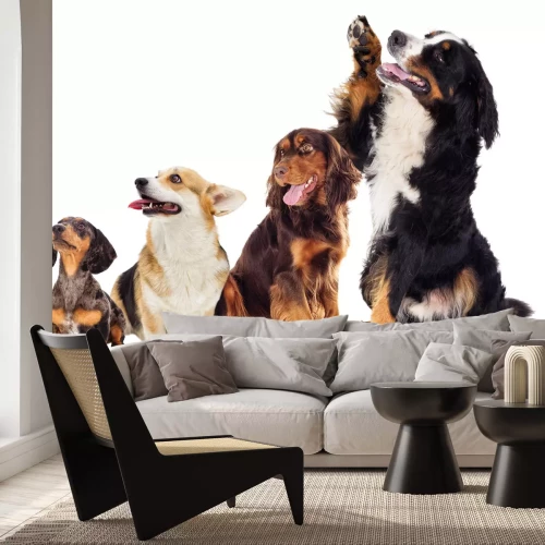 Fotobehang Vrolijke honden in een fotografische compositie