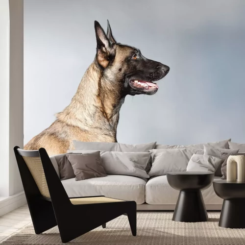 Fotobehang Belgische herdershond op portretfoto