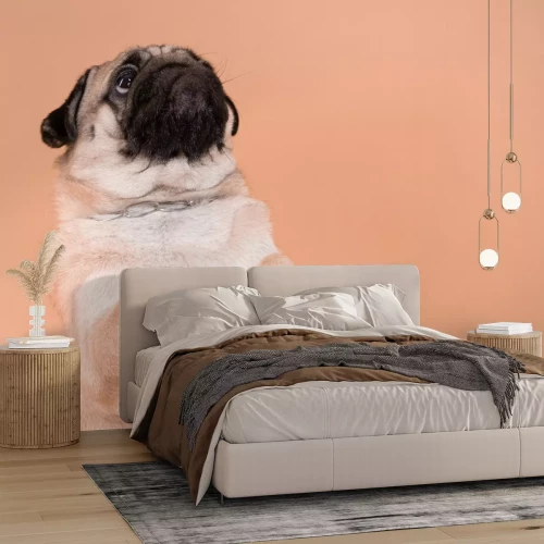 Fotobehang Schattige mopshond op een oranje achtergrond