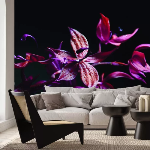 Fotobehang Orchidee in roze en paarse tinten