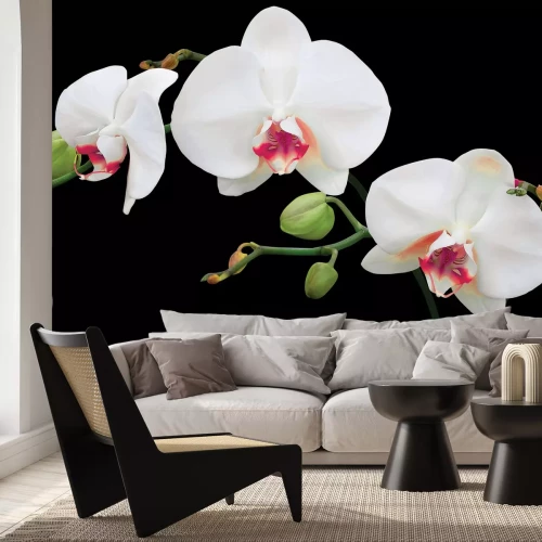 Fotobehang Witte orchidee op een zwarte achtergrond
