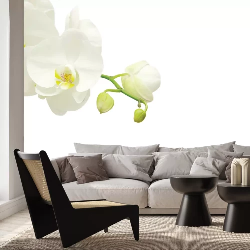 Fotobehang Een delicate witte orchidee op een tak