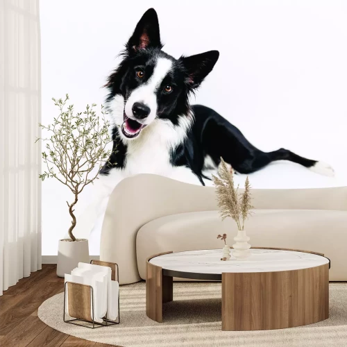Fotobehang Border Collie in een realistische omgeving
