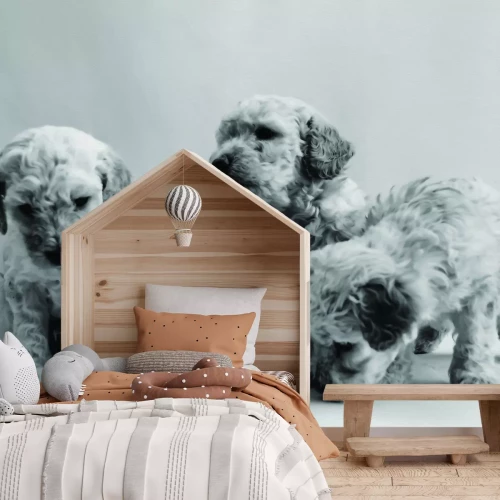 Fotobehang Miniatuurpoedelpuppy