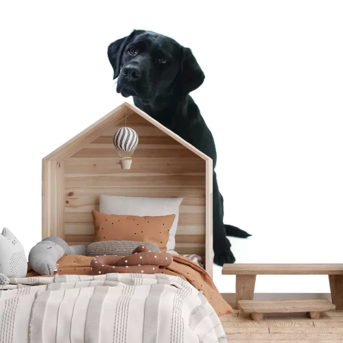 Fotobehang Een rechte foto van een zwarte labrador