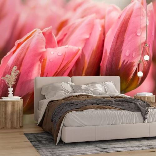 Fotobehang Frühlingstulpen