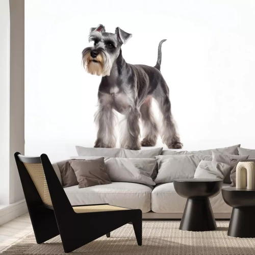 Fotobehang Schnauzer op portretfoto