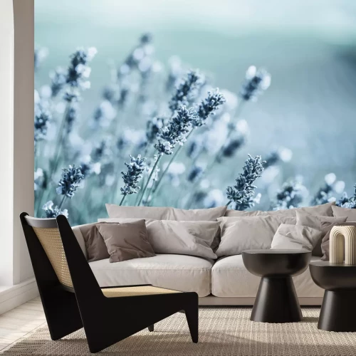 Fotobehang Lavendelbloemen in grijsachtige kleuren