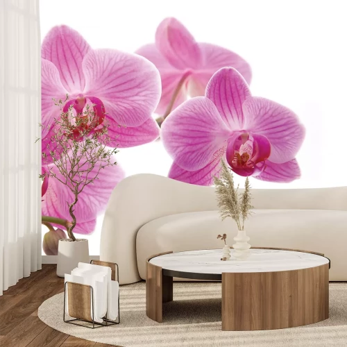 Fotobehang Roze orchideebloem op een witte achtergrond