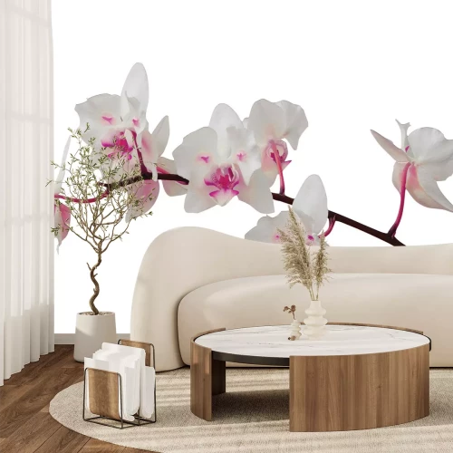 Fotobehang Een subtiele orchidee in tinten wit