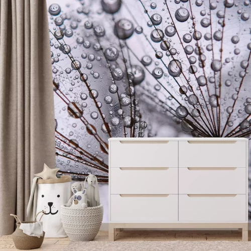 Fotobehang Paardenbloem close-up met dauwdruppels op de zaden