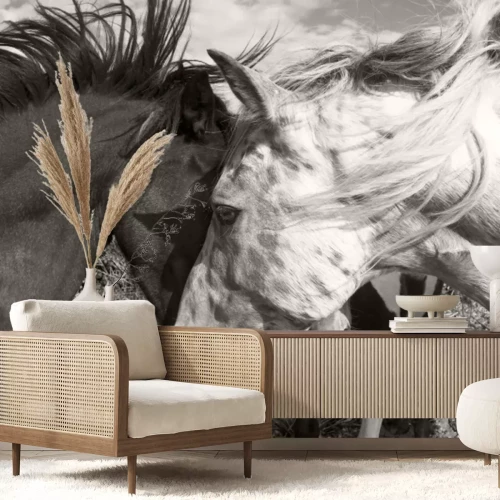 Fotobehang Twee paarden begroeten elkaar zwart-witfoto