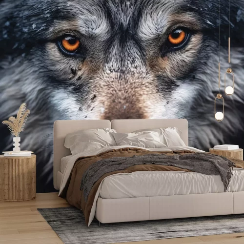 Fotobehang Close-up van het gezicht van de wolf