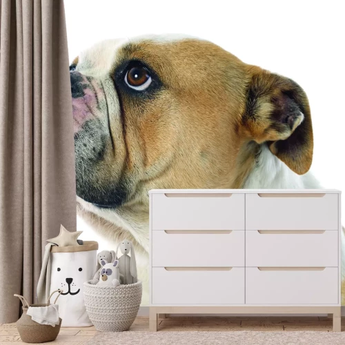 Fotobehang Engelse Bulldog in een portret