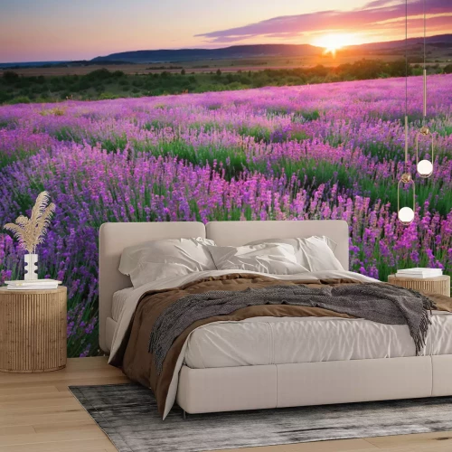 Fotobehang Lavendelweide