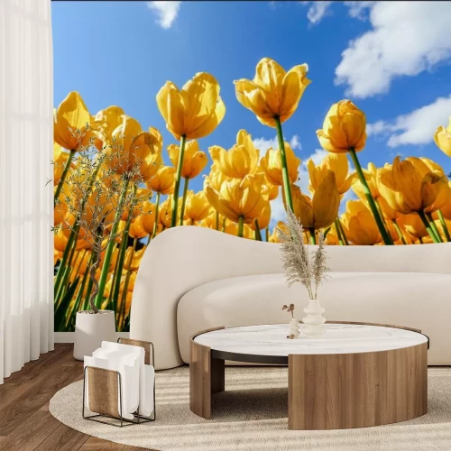 Fotobehang Feld der gelben Tulpen