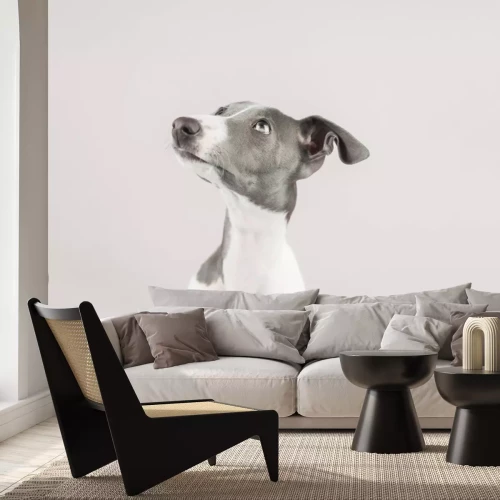 Fotobehang Windhond in een elegante fotografische opname