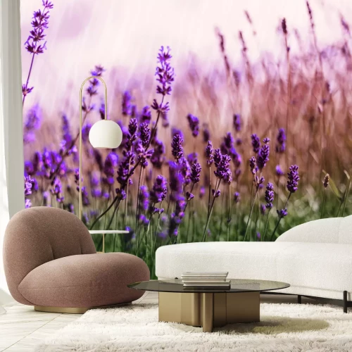 Fotobehang Weide met lavendelbloemen