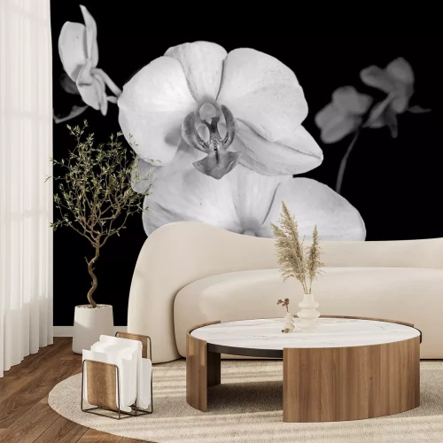Fotobehang Witte orchidee op een zwarte achtergrond