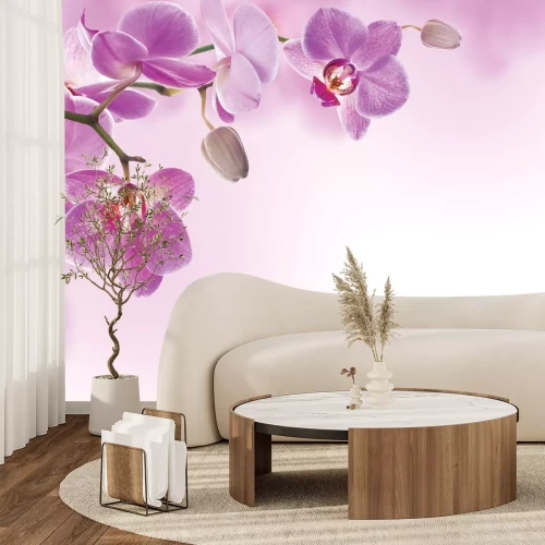Fotobehang Hangende roze orchideeënbloemen