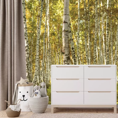 Fotobehang Zonnig uitzicht op het berkenbos