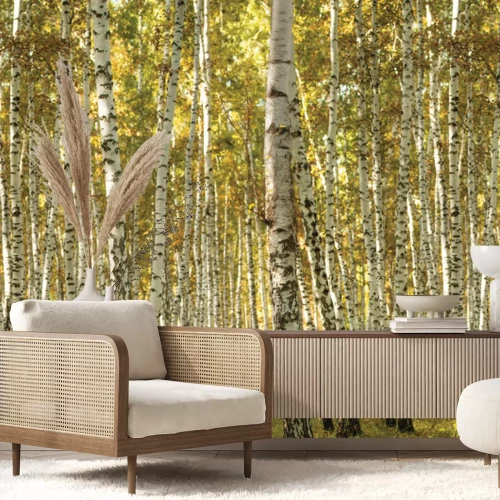 Fotobehang Zonnig uitzicht op het berkenbos