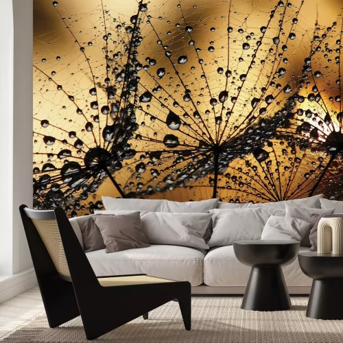 Fotobehang Paardenbloemen met dauwdruppels in de gloed van de ondergaande zon