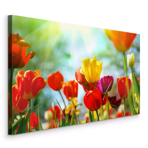 Canvas Kleurrijke tulpen in de zon op een lenteweide