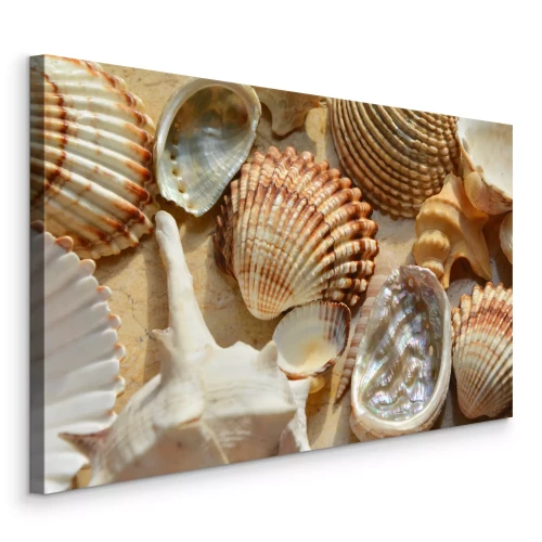 Canvas Oceaan schelpen in verschillende vormen