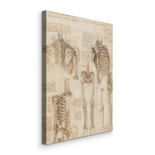 Canvas Anatomische tekening die de structuur van botten en ribben laat zien