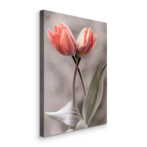 Canvas Twee roze tulpen op een wazige grijze achtergrond