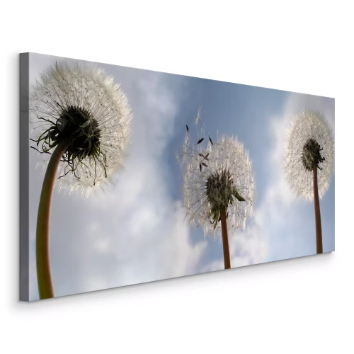 Canvas Uitzicht op paardenbloemen tegen de blauwe lucht