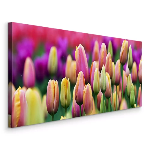 Canvas Knoppen van roze en gele tulpen tegen de achtergrond van een bloemperk