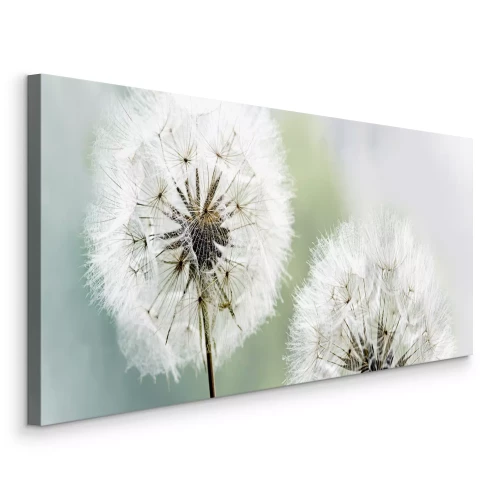 Canvas Close-up van pluizige paardenbloemen in de zon