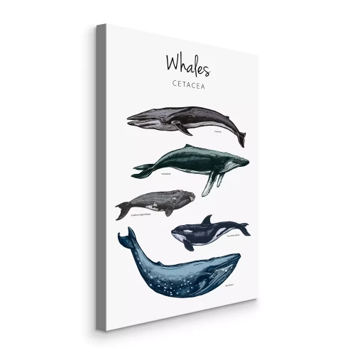 Canvas Verschillende walvissen op een witte achtergrond
