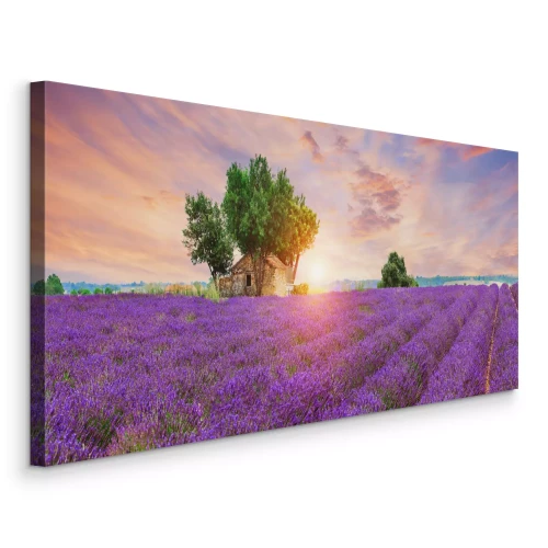 Canvas Rijen lavendel in het licht van de zonsondergang en een huisje