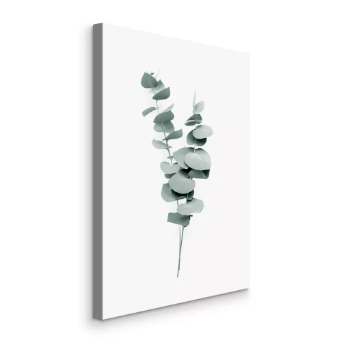 Canvas Eucalyptus scheuten op een witte achtergrond