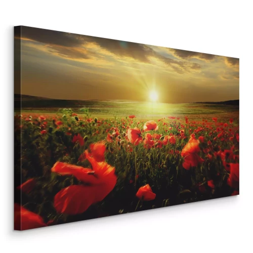 Canvas Velden met klaprozen in gouden licht