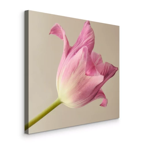 Canvas Een foto van een enkele tulp met delicate roze bloemblaadjes