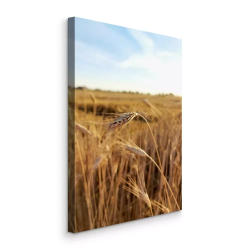 Canvas Close-up van een maïskolf in een graanveld