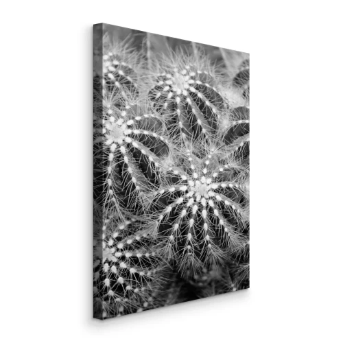 Canvas Zwart-witte cactussen van bovenaf gezien