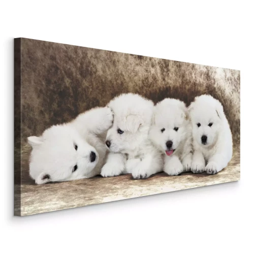 Canvas Schattige witte puppy&#39;s op een contrasterende achtergrond